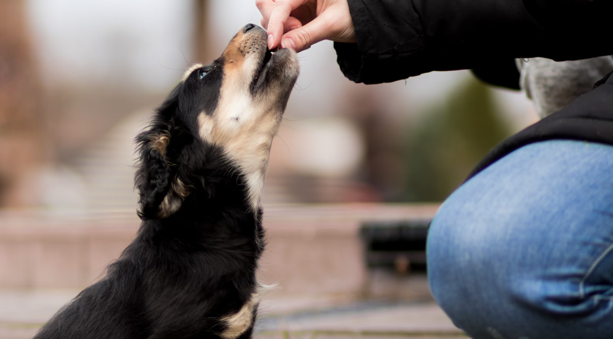 Can Dogs Eat Blueberries - Healthy Pet Alliance 