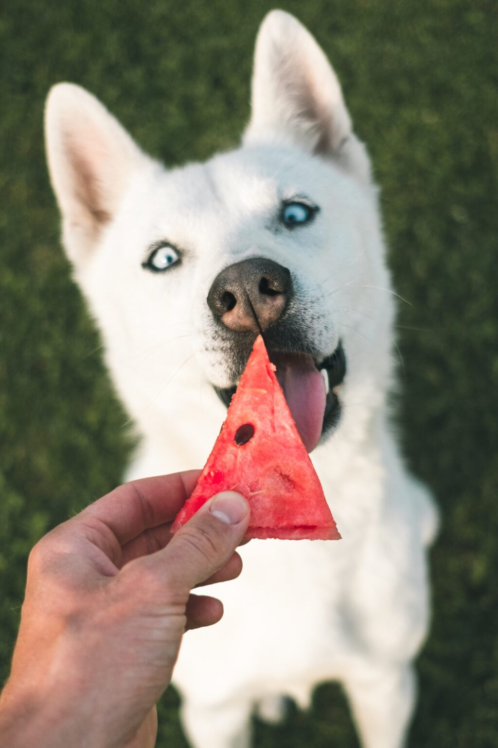 Can Dogs Eat Watermelon Healthy Pet Alliance